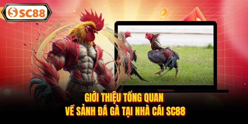 Giới thiệu tổng quan về sảnh đá gà tại nhà cái SC88
